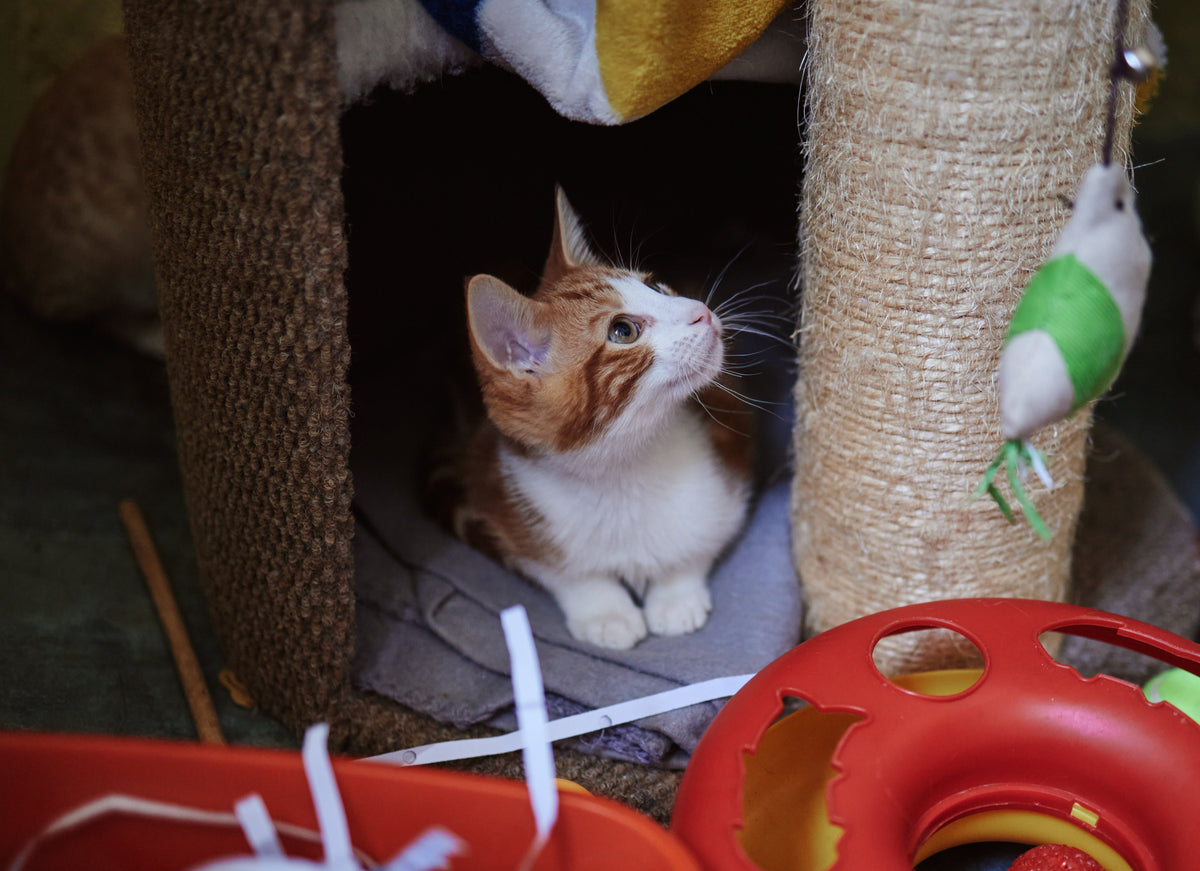 Ginger-and-white kitten sitting in a cat tree beside a scratching post and hanging toy.