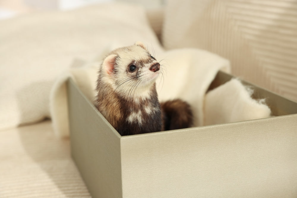How to Litter Train a Ferret: Setup, Rewards and Fewer Accidents