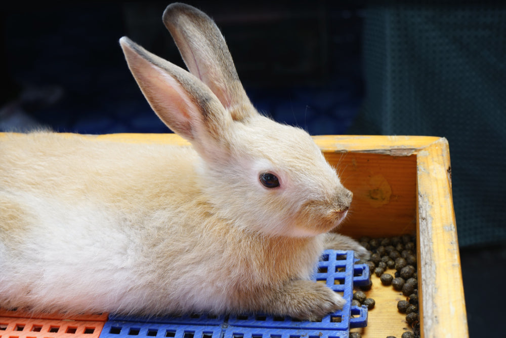 How to Litter Train a Rabbit and Recognise Toileting Problems