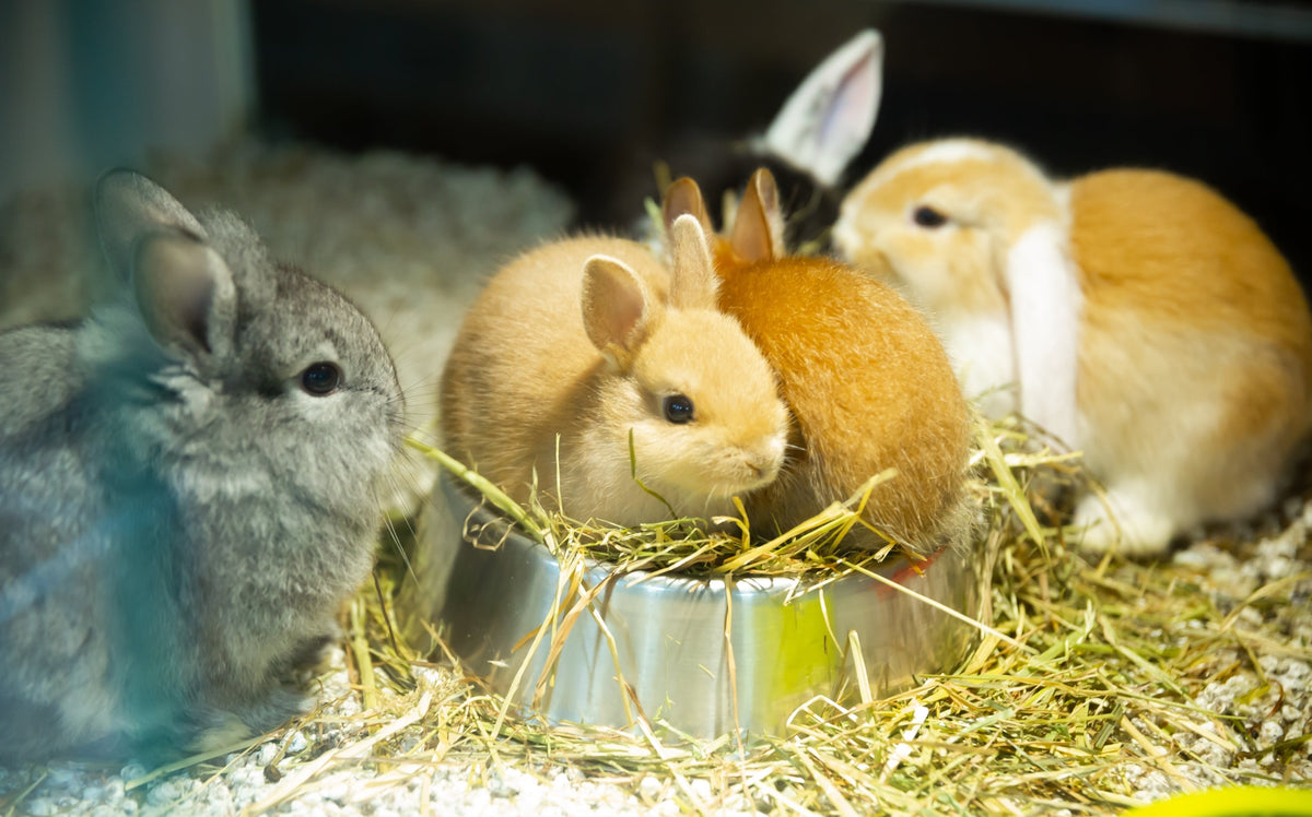 Young rabbits gathered around a metal bowl filled with hay.