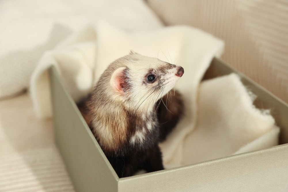 How to Reduce Ferret Odour Safely