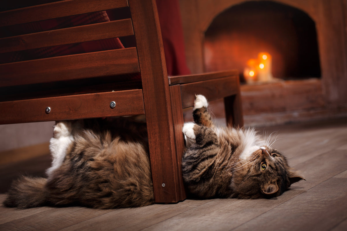 Long-haired tabby cat lying beneath a wooden chair with its paws against the frame.