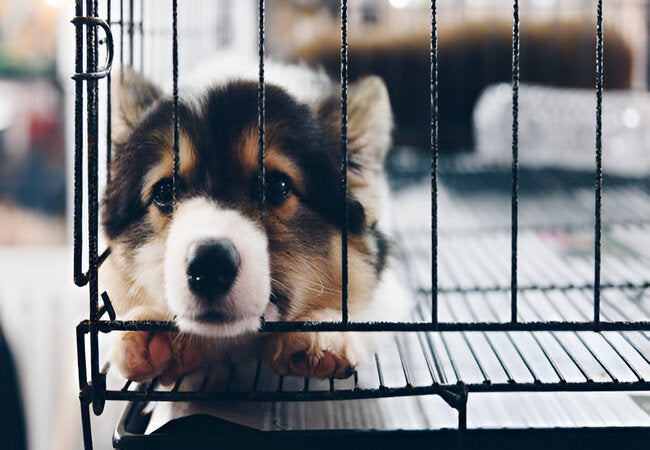 2025 Vet Guide: How to Stop Your Puppy Crying in the Crate 🐶😭