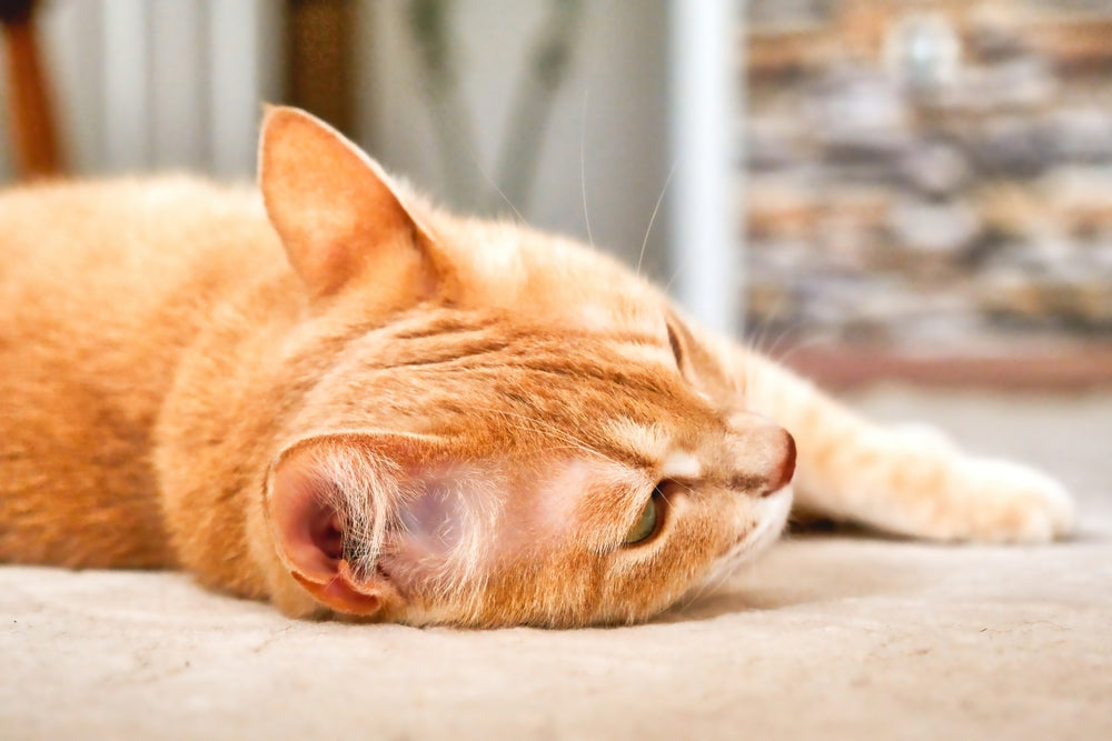 How to Tell if Your Cat Is in Pain: Signs and What to Do