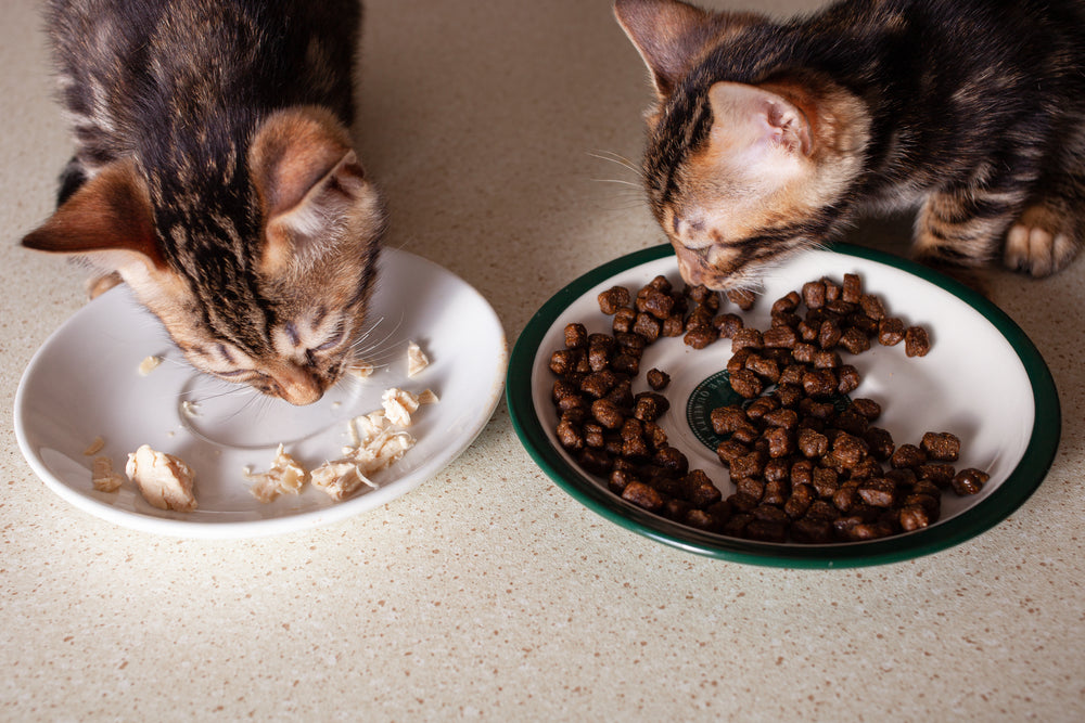 How to Wean Kittens Safely: Food, Timing and Warning Signs