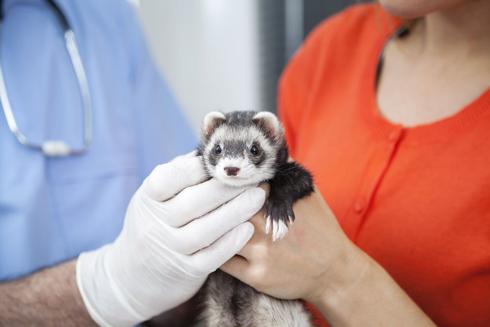 Hydronephrosis in Ferrets: Kidney Drainage Problems and Urgent Signs
