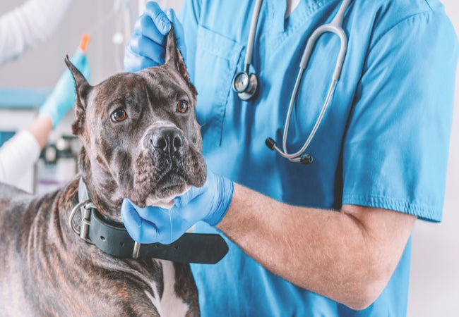 What to Do If Your Dog or Cat Eats Something Toxic