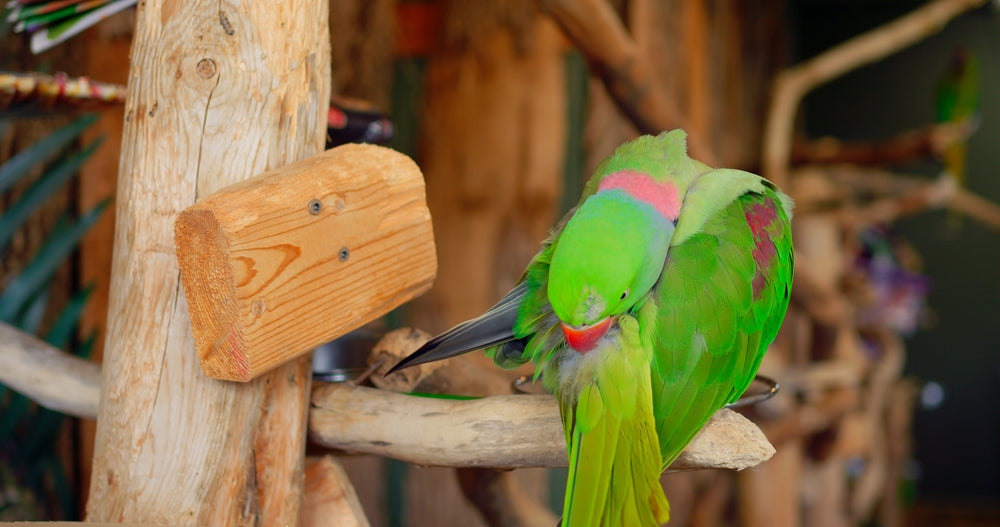 Indian Ringneck and Alexandrine Parrot Care