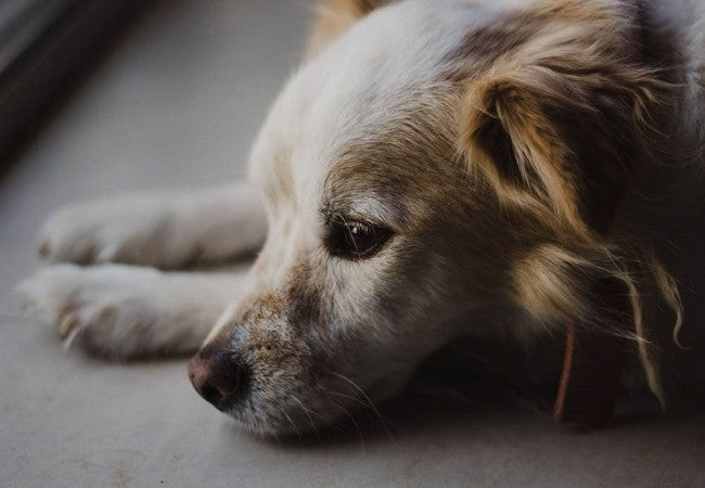 Is Your Dog Introverted, Shy or Anxious? Understanding Quiet Behaviour