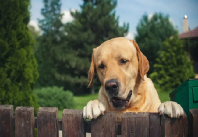 Are Invisible Fences Safe for Dogs? Containment and Humane Alternatives