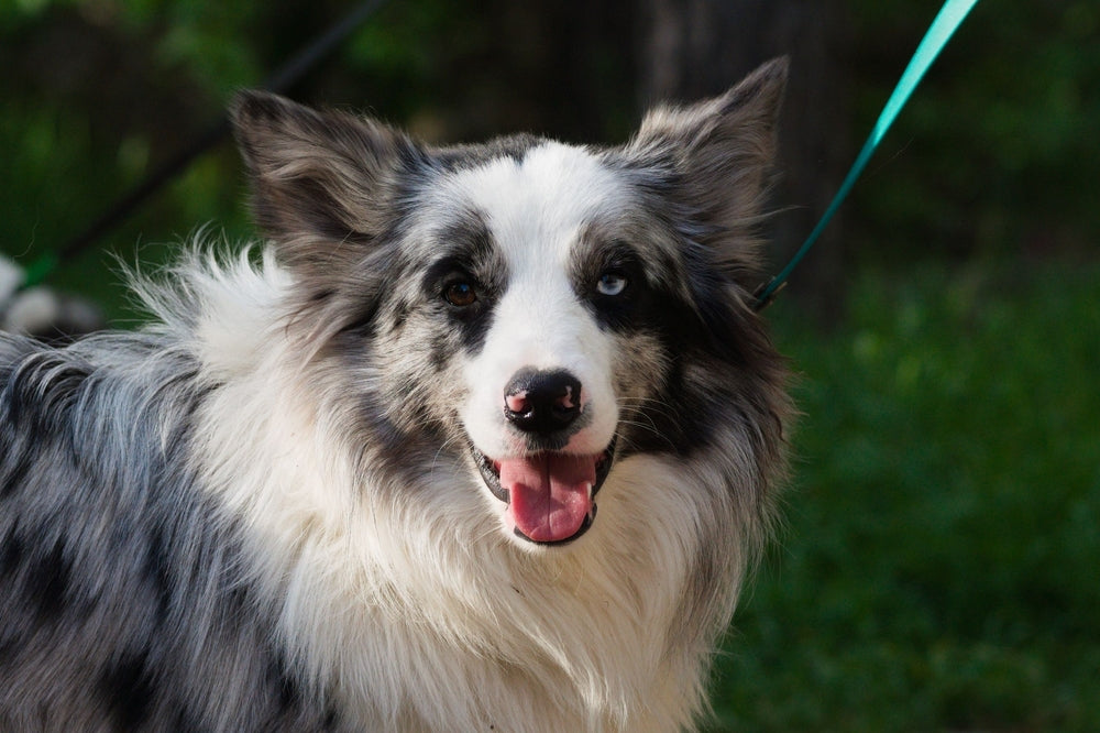 Iris Coloboma in Dogs and Cats: What an Unusual Pupil Means