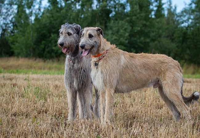 Irish Dog Breeds: Nine Native Breeds and How to Choose a Good Match