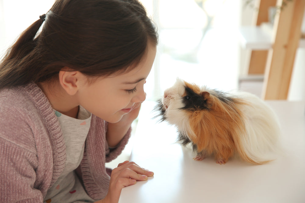 Is a Guinea Pig the Right Pet for You?