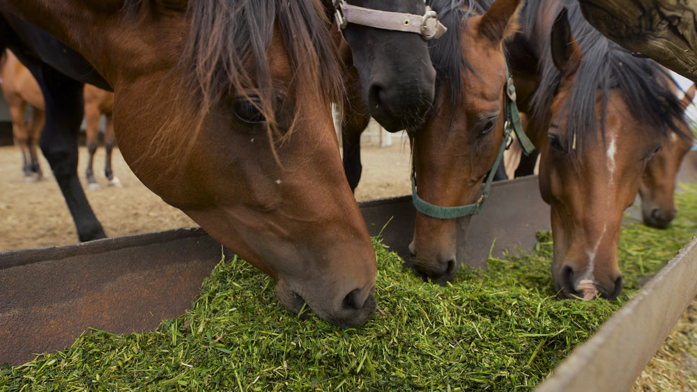 Kabarda Horse Care: Feeding, Hooves and Trail Fitness