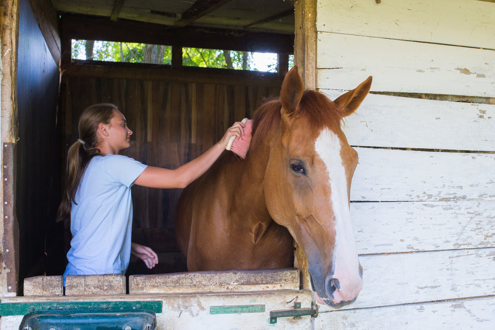 Kathiawari Horse Care: Feeding, Training and Health