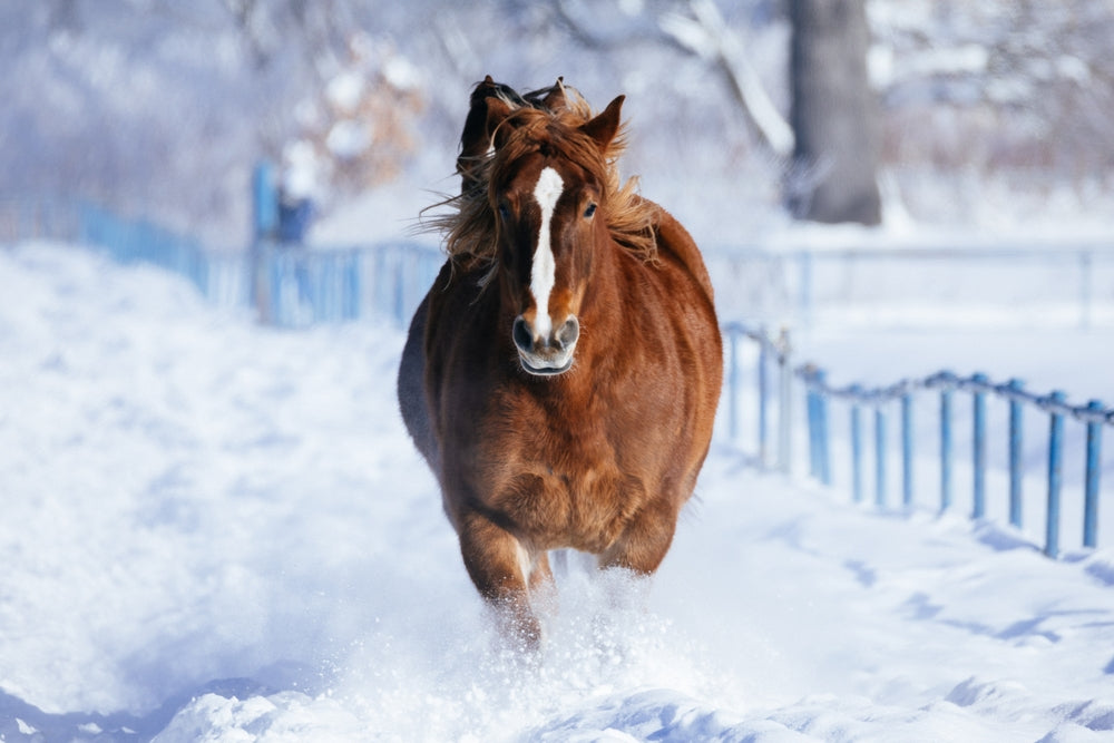 Kazakh Horse Care: Feeding, Winter Management and Training