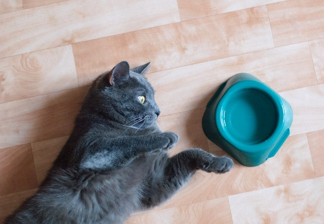 How to Keep Your Cat Hydrated and Spot a Problem
