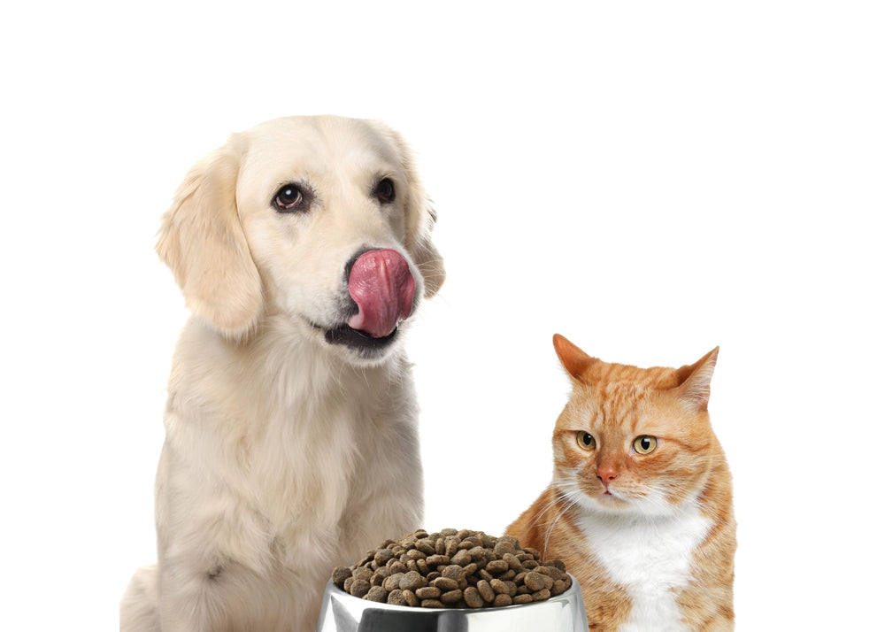 Kidney Diets for Dogs and Cats: When to Start and What to Feed