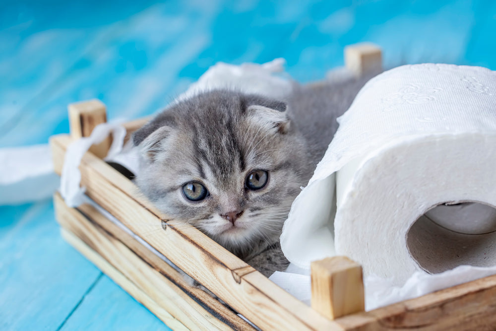 Kitten Constipation: What to Do and When to Call the Vet