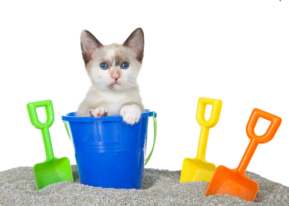 Kitten Diarrhoea: Causes, Safe Care and When to Call a Vet