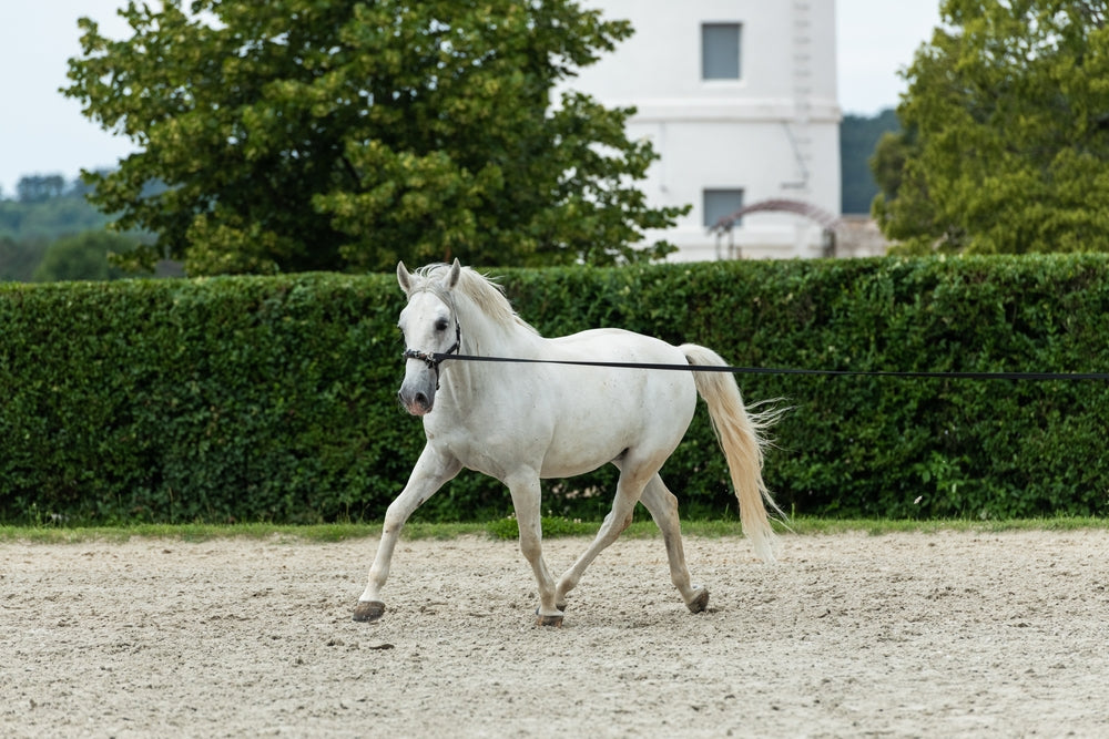 Lipizzan Horse Care: Training, Feeding and Health