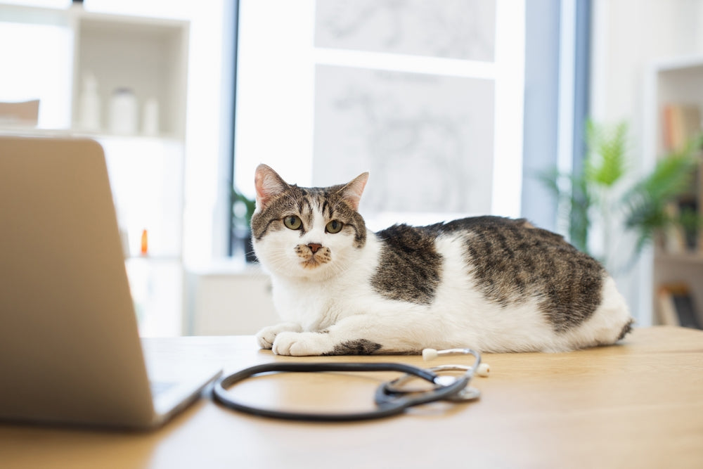 Lithotripsy for Dogs and Cats: Breaking Up Urinary Stones