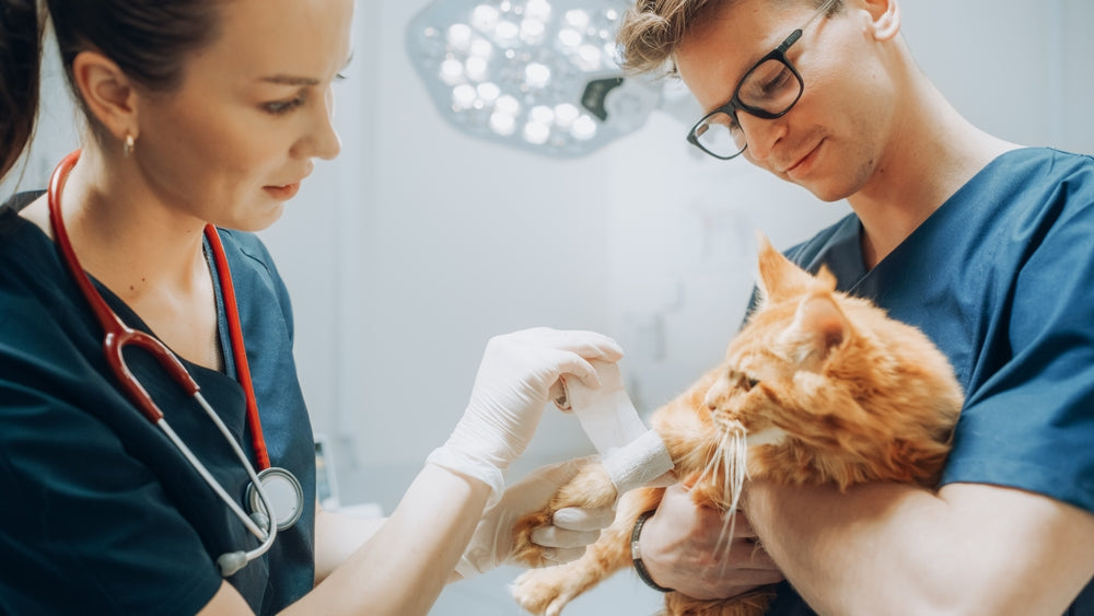 Lymphoedema in Cats: Investigating Persistent Limb Swelling