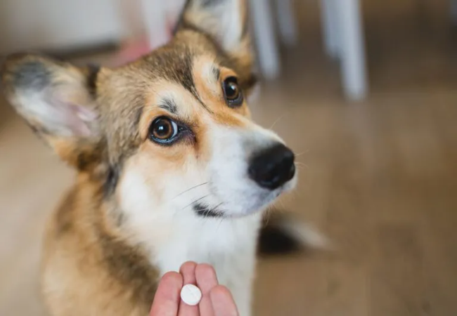 MDR1 Gene Mutation in Dogs: Testing and Safer Medication Choices
