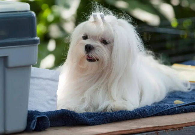 Maltese Care: Grooming, Dental Health and Warning Signs