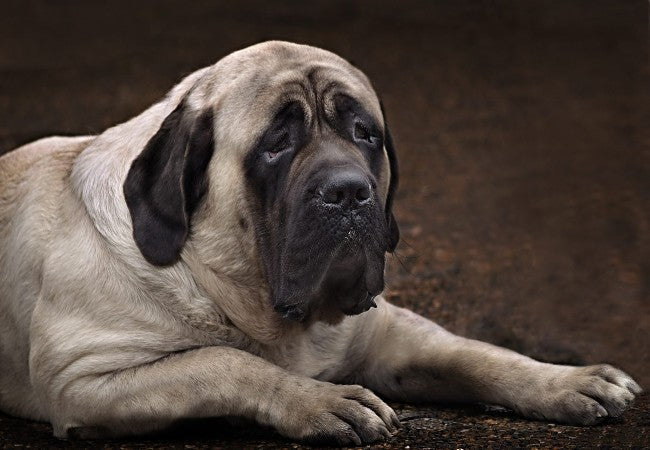 Mastiff Care: Growth, Mobility, Training and Bloat Prevention