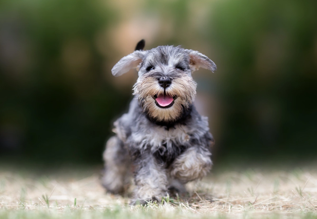 Miniature Schnauzer Care: Grooming, Diet and Health Warning Signs