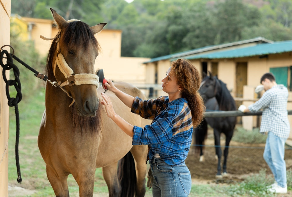 Missouri Fox Trotter: Gait, Temperament and Practical Care