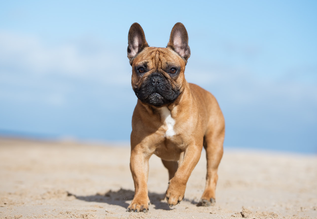 Popular Dog Breeds: What the Rankings Mean for Your Choice