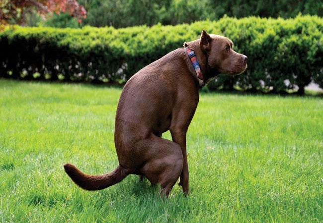 2025 Vet Guide: Mucus in Dog Poop – Causes, When to Worry & What to Do 🐶💩
