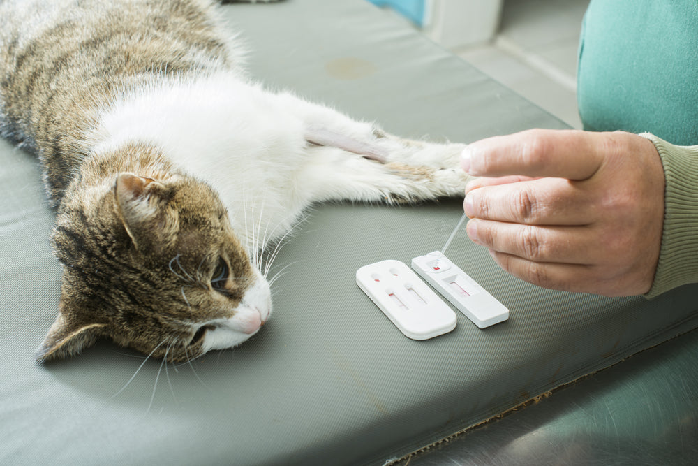 Multiple Myeloma in Cats: Understanding Plasma-Cell Cancer