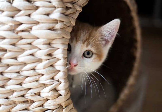How to Calm a Stressed Cat Safely