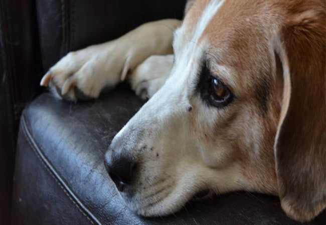 Neuropathic Pain in Dogs – Vet Guide 2025 🐾🧠🩺