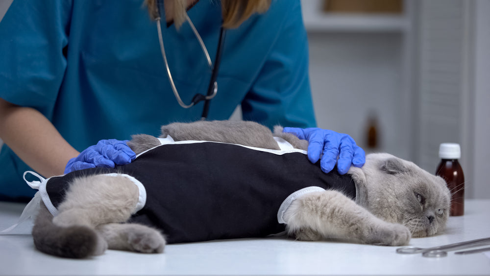 Neutering Cats: Timing, Benefits and Recovery Care