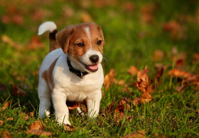 New Puppy Supplies Checklist: What to Have Ready Before Arrival