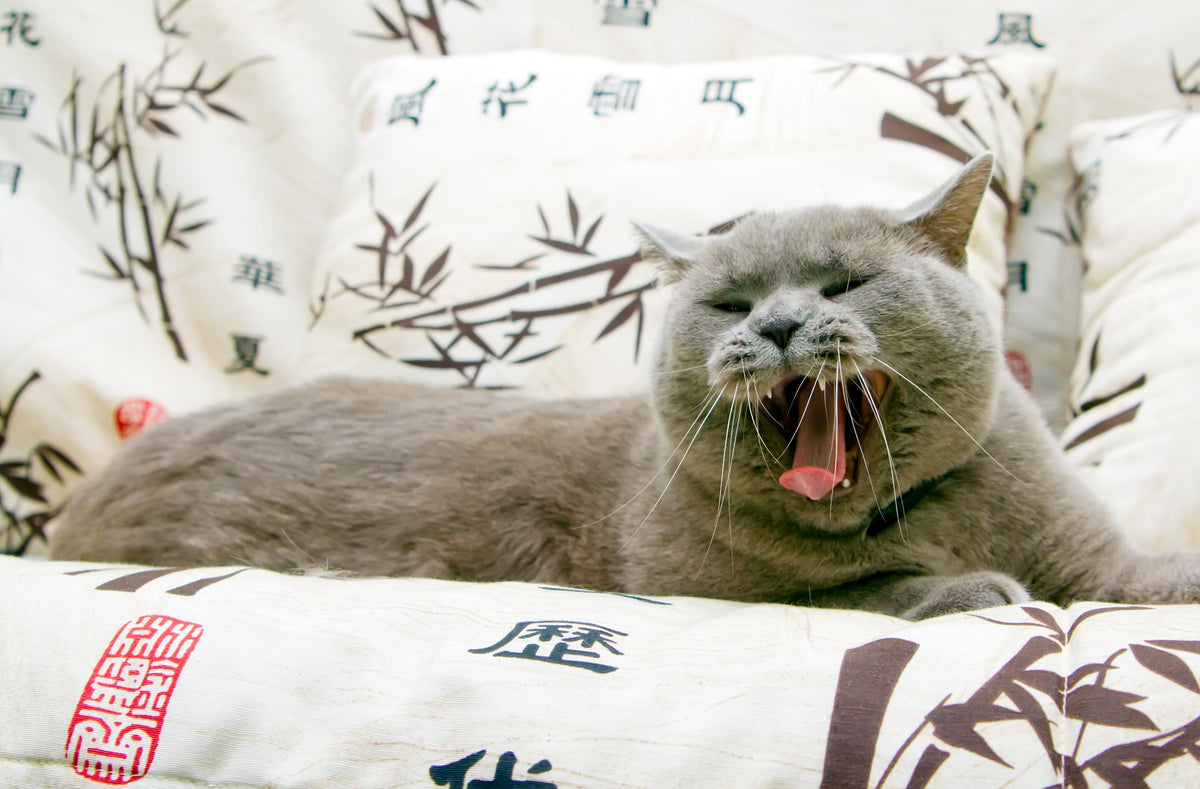 Why Is My Cat Breathing With Their Mouth Open?