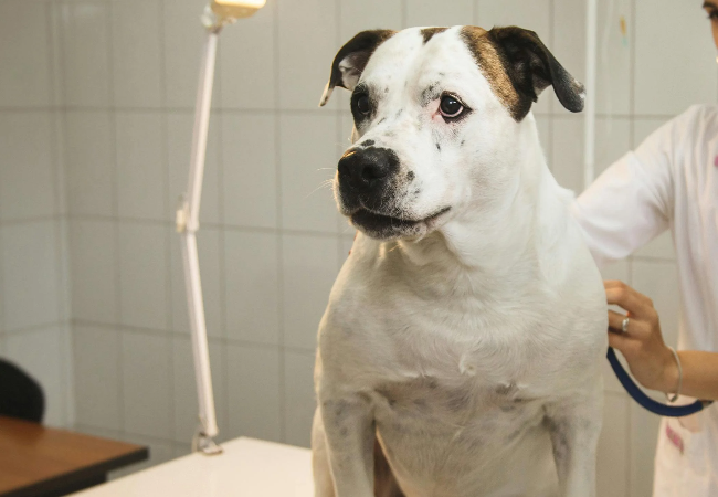 Peritoneopericardial Diaphragmatic Hernia Vet Guide 2025 🩺🐶