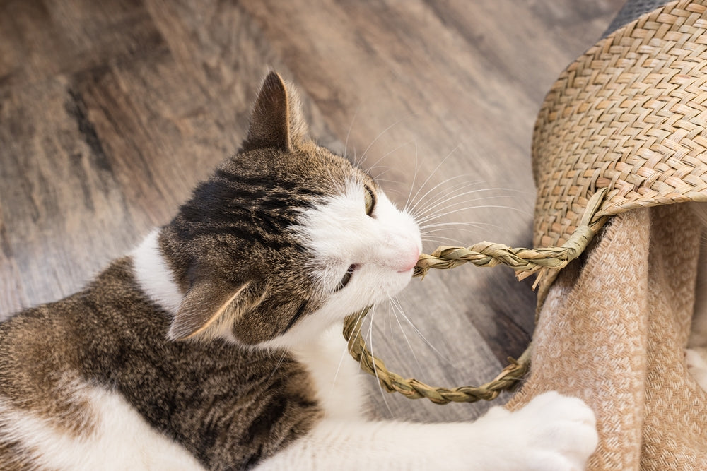 Pica in Cats: Why They Eat Non-Food Items and What to Do