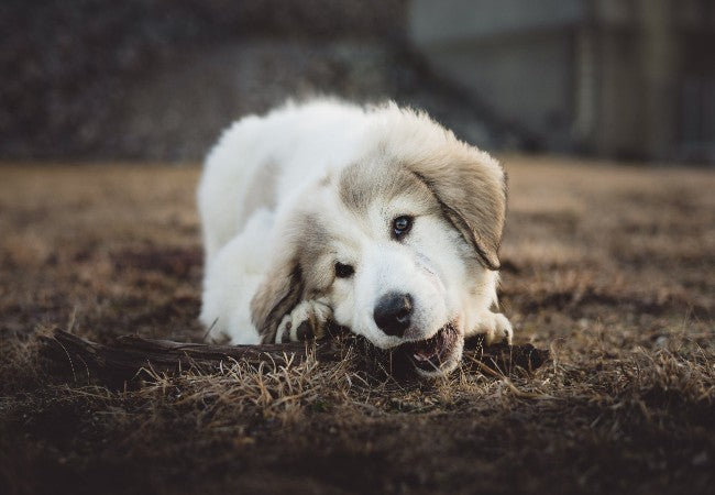 Pica in Dogs: Why Dogs Eat Non-Food Items and What to Do
