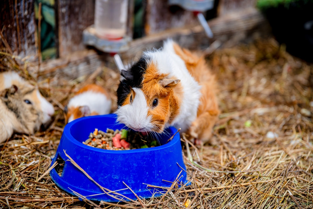 Picky Eating in Small Pets: Preference or a Health Problem?