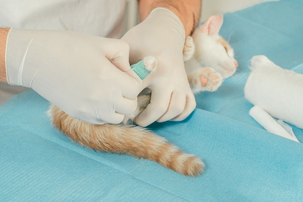 Polioencephalomyelitis in Cats: What the Diagnosis Means