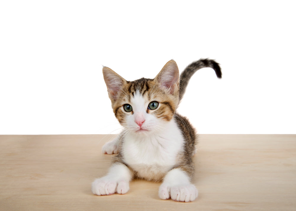 Polydactyl Cats: Extra Toes, Nail Care and When to See a Vet