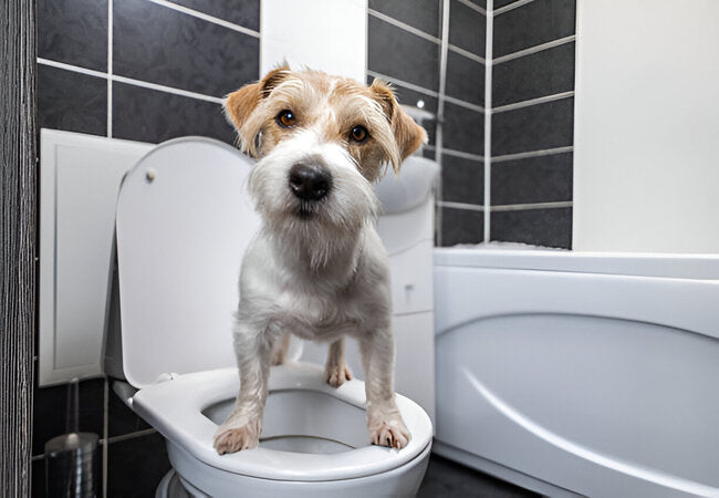 Potty Training Your Older Dog: A Vet Guide for 2025 🐶🚽