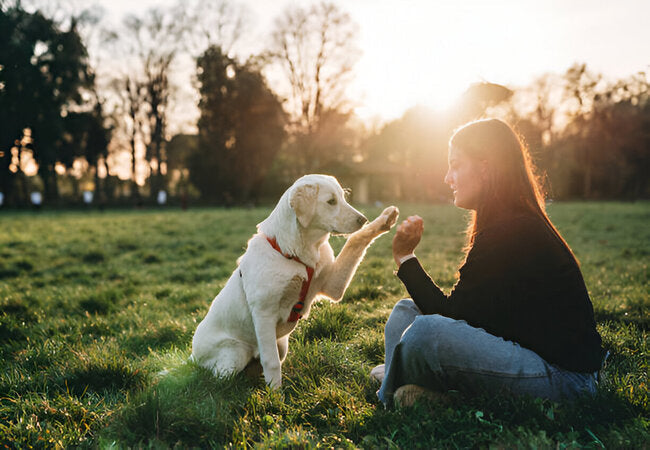 Make Everyday Rewards Work: A Practical Premack Training Plan