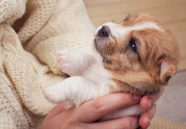 Puppy Development by Age: Growth, Training and Health Milestones
