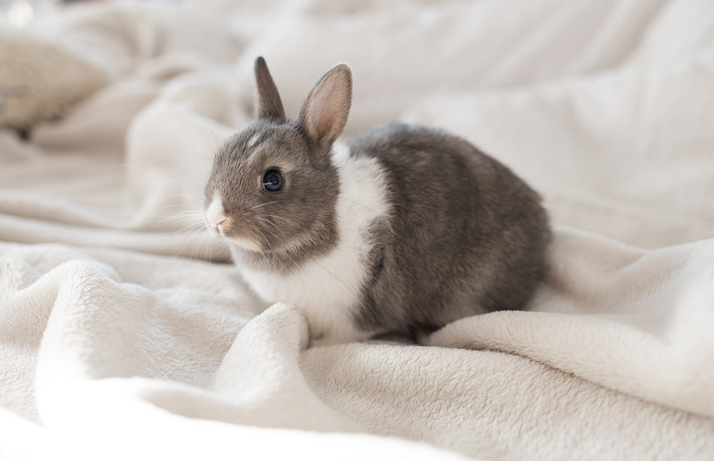 Rabbit Noises: Understanding Your Bunny Safely